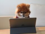 brown and white long coated small dog wearing eyeglasses on black laptop computer