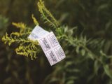 a close up of a plant with a tag on it