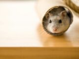 white and brown hamster in white textile