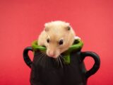 a small rodent sitting inside of a black cup