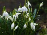 white petaled flowers selective focus photography