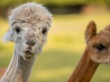 brown and white llama during daytime