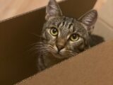 silver tabby cat in brown cardboard box