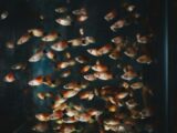 shoal of pet fish