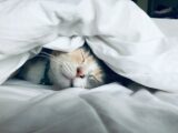 white cat sleeps under white comforter