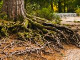 brown tree trunk with green moss