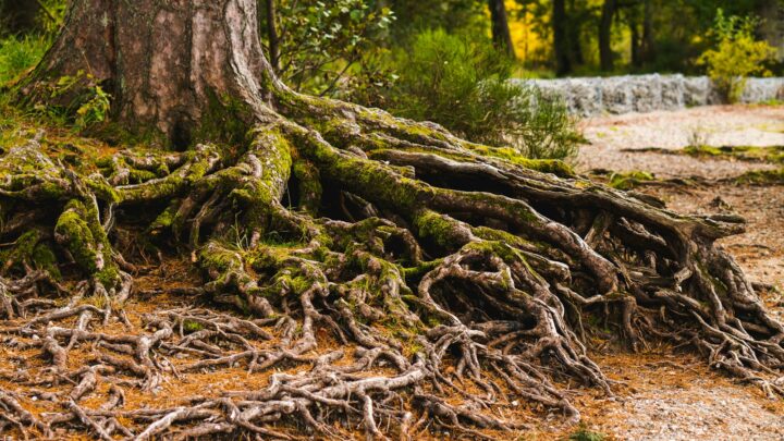 Jak znaleźć swoje korzenie rodowe praktyczne wskazówki do badania genealogii?