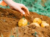 person holding two yellow round fruits